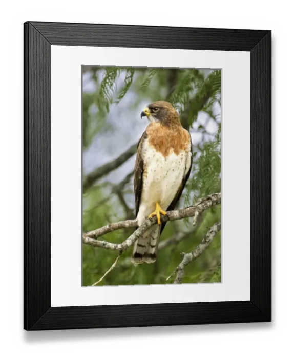 Framed Print : USA, North America, Texas Framed Print : USA, North America, Texas