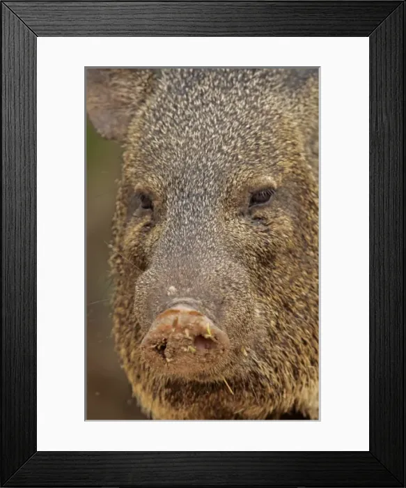 Framed Print : USA, Texas, Hidalgo County. Portrait of collared peccary or javelina