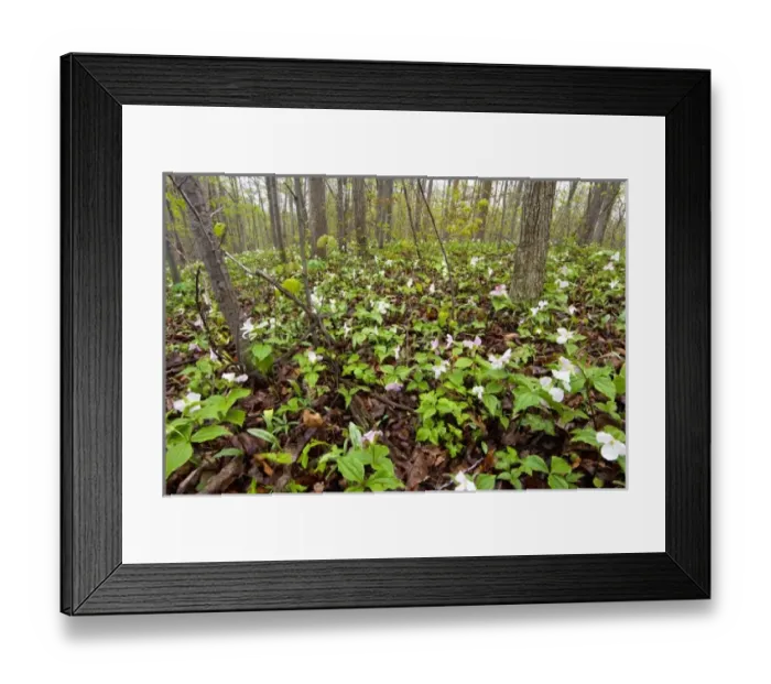 Framed Print : USA, North America, Ohio Framed Print : USA, North America, Ohio