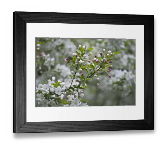 Framed Print : USA, Ohio. Cherry blossom branch in bloom Framed Print : USA, Ohio. Cherry blossom branch in bloom