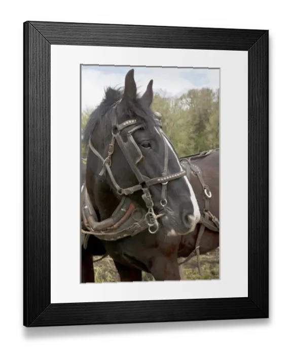 Framed Print : USA, North America, Oregon