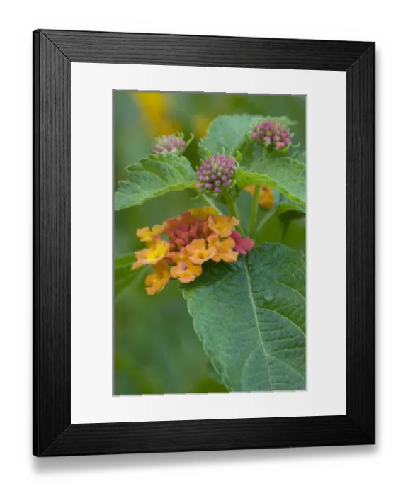 Framed Print : Spring multi-color flowers, Pennsylvania, USA Framed Print : Spring multi-color flowers, Pennsylvania, USA