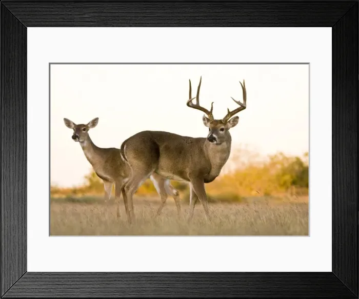 Framed Print : USA, North America, Texas Framed Print : USA, North America, Texas