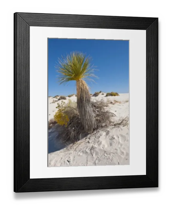 Framed Print : North America, USA, New Mexico, White Sands National Monument, Dune Life Nature Trail Framed Print : North America, USA, New Mexico, White Sands National Monument, Dune Life Nature Trail