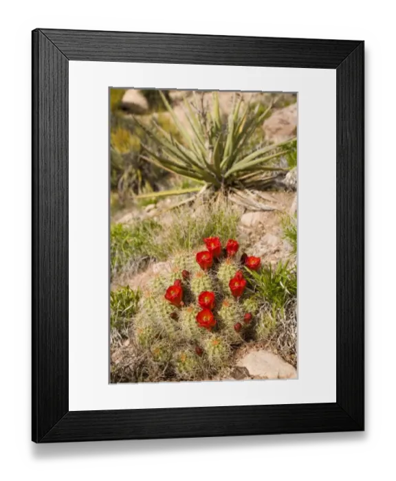 Framed Print : USA, North America, Utah Framed Print : USA, North America, Utah