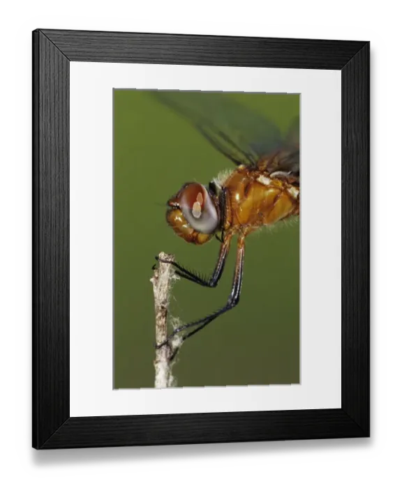 Framed Print : Red Saddlebag, Tramea onusta, adult, The Inn at Chachalaca Bend, Cameron County, Rio Grande Valley