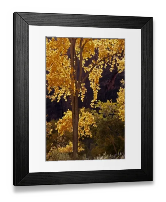Framed Print : USA, Utah, Zion National Park. Autumn cottonwood trees in Zion Canyon Framed Print : USA, Utah, Zion National Park. Autumn cottonwood trees in Zion Canyon