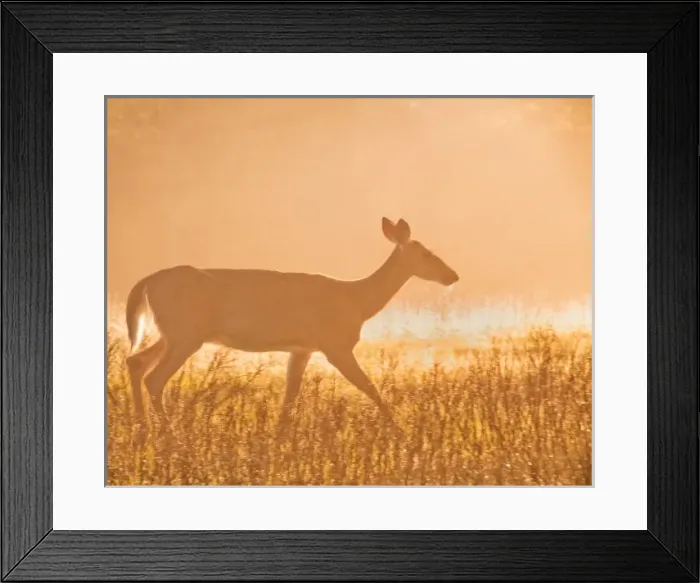 Framed Print : USA, North America, Virginia