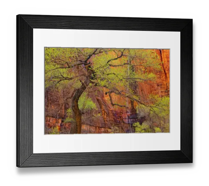 Framed Print : Tree near the Riverside Walk with ephemeral waterfall during spring, Zion National Park Framed Print : Tree near the Riverside Walk with ephemeral waterfall during spring, Zion National Park