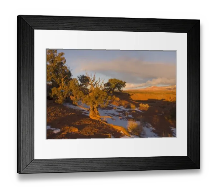 Framed Print : A Utah Juniper (Juniperus osteosperma) tree in wintertime, Capitol Reef National Park