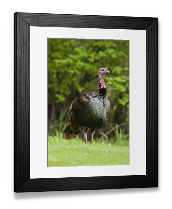 Framed Print : USA, North America, Oregon Framed Print : USA, North America, Oregon