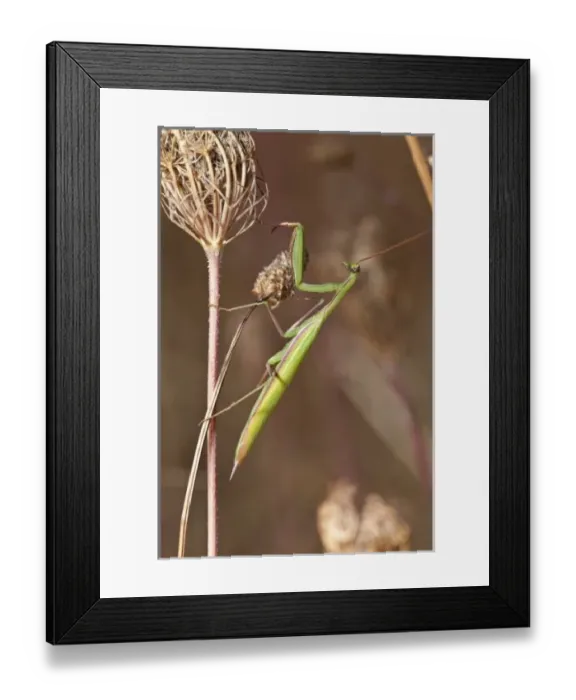 Framed Print : USA, Oregon, Baskett Slough National Wildlife Refuge, Chinese Mantid (Tenodera aridifolia) Framed Print : USA, Oregon, Baskett Slough National Wildlife Refuge, Chinese Mantid (Tenodera aridifolia)