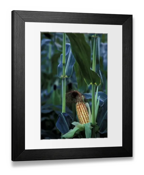 Framed Print : North America, United States, Vermont, Woodstock. Corn cob stalk