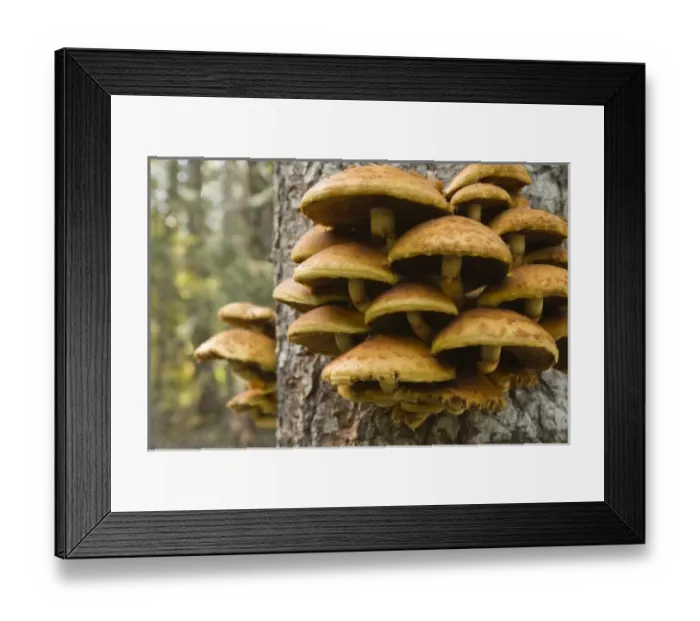Framed Print : USA, North America, Oregon Framed Print : USA, North America, Oregon