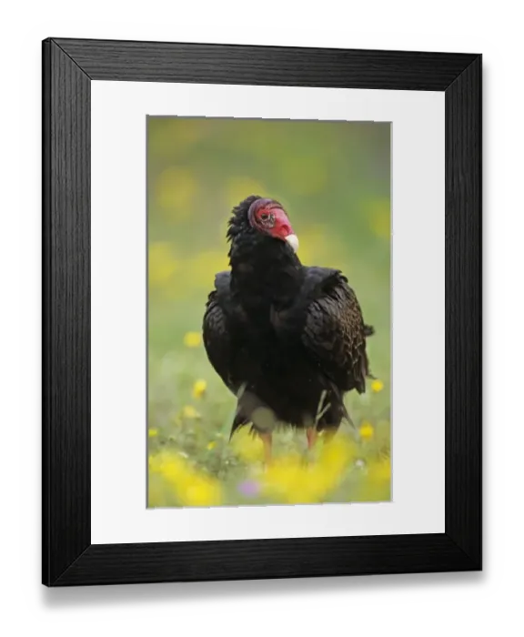 Framed Print : USA, North America, Texas