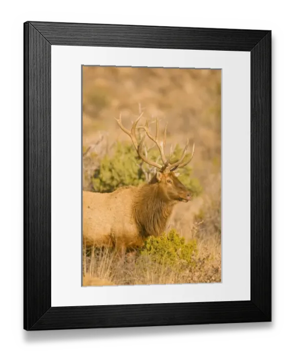 Framed Print : USA, North America, Texas Framed Print : USA, North America, Texas