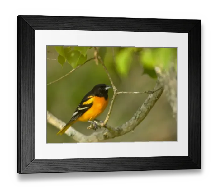 Framed Print : USA, North America, Texas Framed Print : USA, North America, Texas