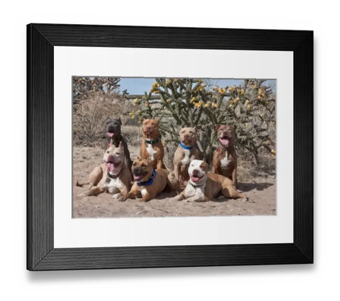 Framed Print : Seven American Pitt Bull Terrier dogs posing for the camera with blooming cactus Framed Print : Seven American Pitt Bull Terrier dogs posing for the camera with blooming cactus