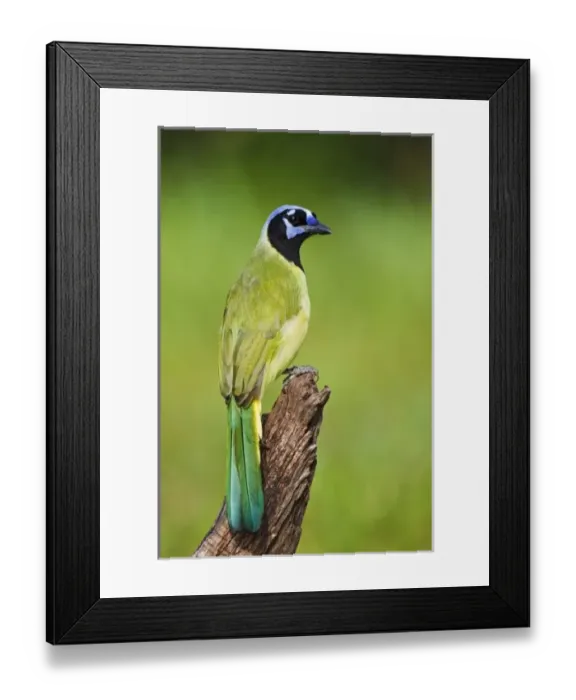 Framed Print : USA, North America, Texas