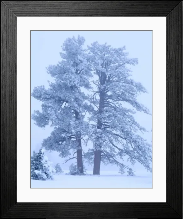 Framed Print : BRYCE CANYON NATIONAL PARK, UTAH. USA. Rime ice-covered ponderosa pines (Pinus ponderosa) in fog Framed Print : BRYCE CANYON NATIONAL PARK, UTAH. USA. Rime ice-covered ponderosa pines (Pinus ponderosa) in fog