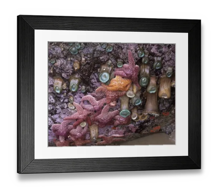 Framed Print : OR, Oregon Coast, Bandon, ochre sea stars and green sea anemones Framed Print : OR, Oregon Coast, Bandon, ochre sea stars and green sea anemones