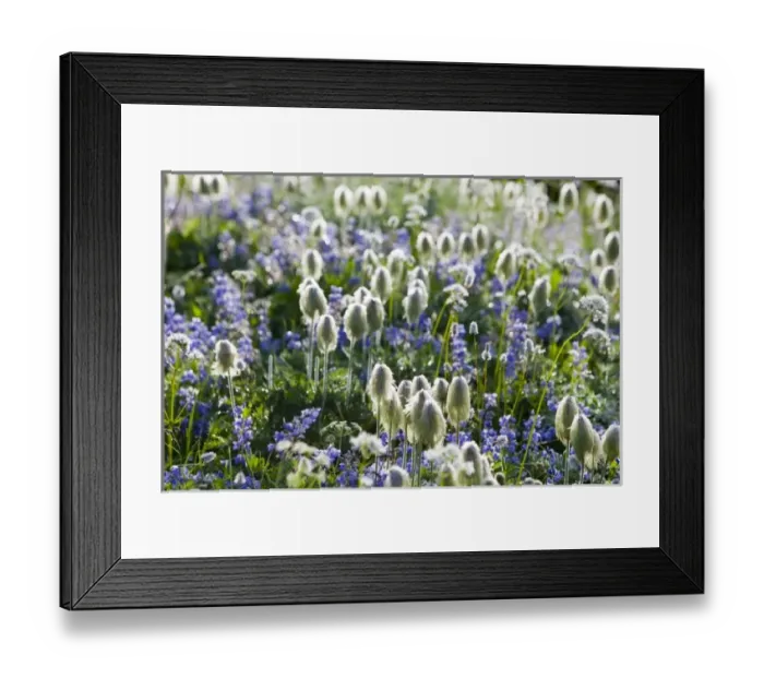 Framed Print : Wildflower meadows at Paradise in Mount Rainier National Park in Washington