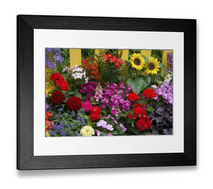 Framed Print : Yellow fence with summertime flower garden in full bloom, Sammamish Washington