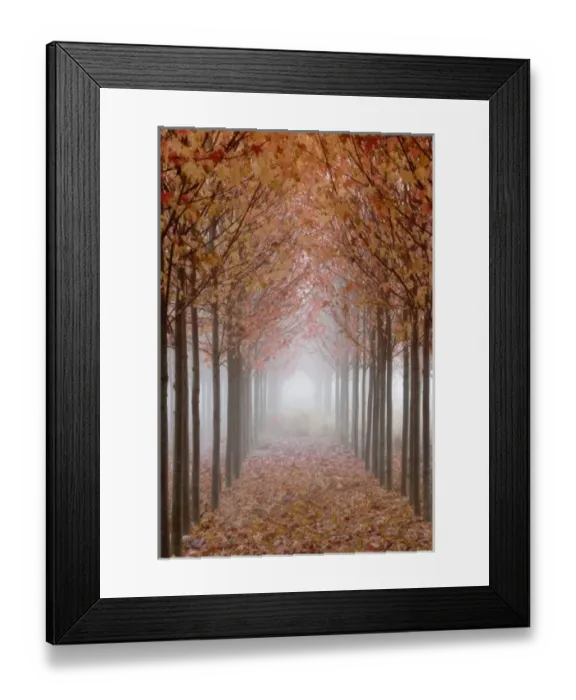 Framed Print : USA, Oregon, Willamette Valley. Rows of autumn-colored maple trees form pathway in fog Framed Print : USA, Oregon, Willamette Valley. Rows of autumn-colored maple trees form pathway in fog