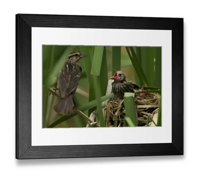 Framed Print : Central PA, USA, Red-winged Blackbird, Agelaius phoeniceus, mother with fledglings at nest Framed Print : Central PA, USA, Red-winged Blackbird, Agelaius phoeniceus, mother with fledglings at nest