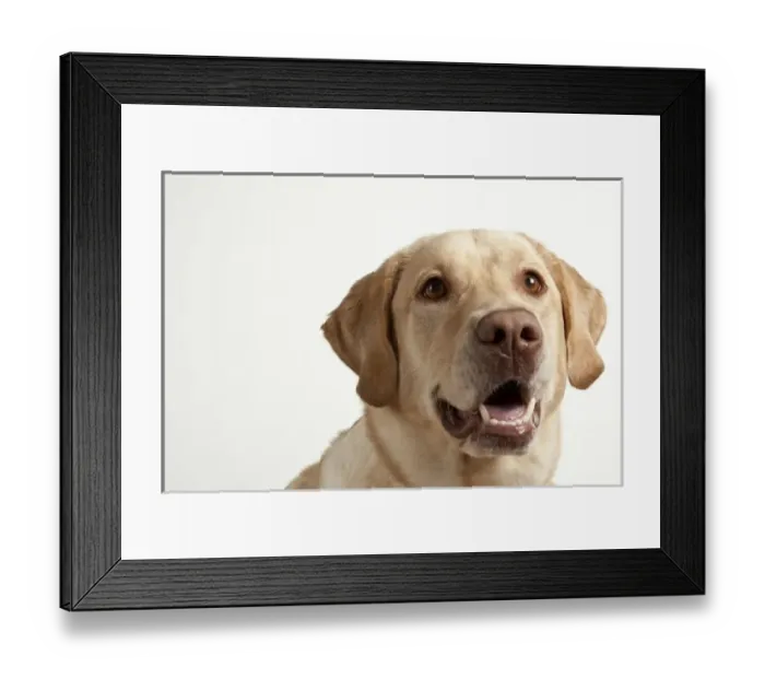 Framed Print : USA, Oregon, Keizer. Yellow Labrador Retriever (Canis lupis familiaris) Framed Print : USA, Oregon, Keizer. Yellow Labrador Retriever (Canis lupis familiaris)