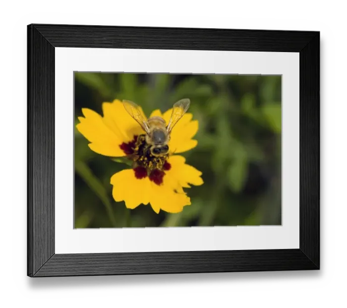 Framed Print : USA, North America, Texas Framed Print : USA, North America, Texas
