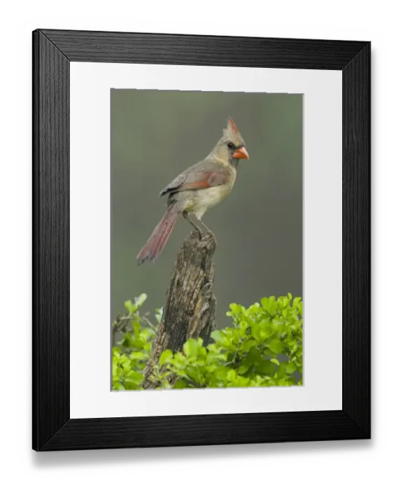 Framed Print : USA, North America, Texas Framed Print : USA, North America, Texas