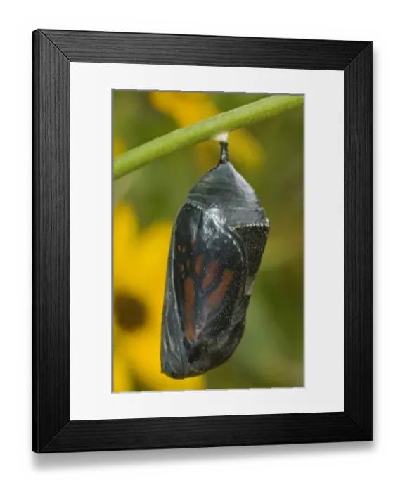 Framed Print : USA, North America, Texas Framed Print : USA, North America, Texas