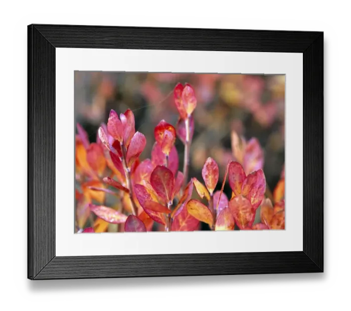 Framed Print : USA, Oregon, McKenzie Pass. Tiny spider webs connect colorful huckleberry leaves