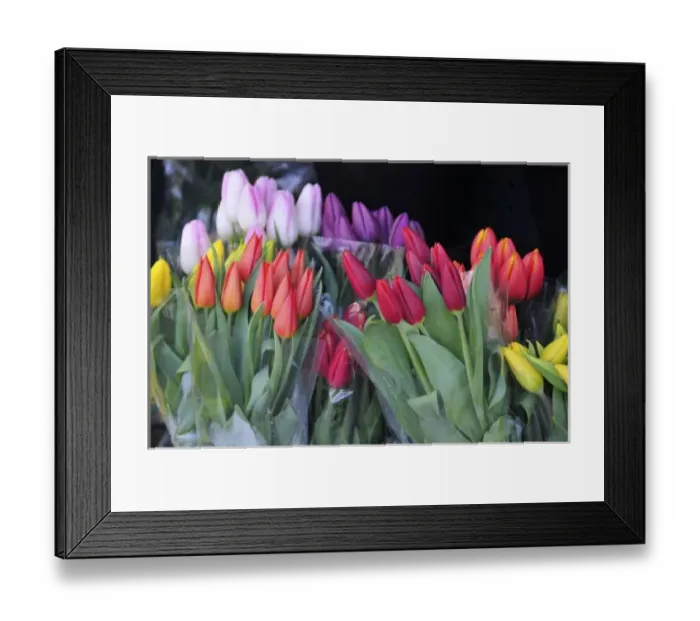 Framed Print : USA, Oregon, Portland. Bouquets of spring tulips for sale at floral shop Framed Print : USA, Oregon, Portland. Bouquets of spring tulips for sale at floral shop