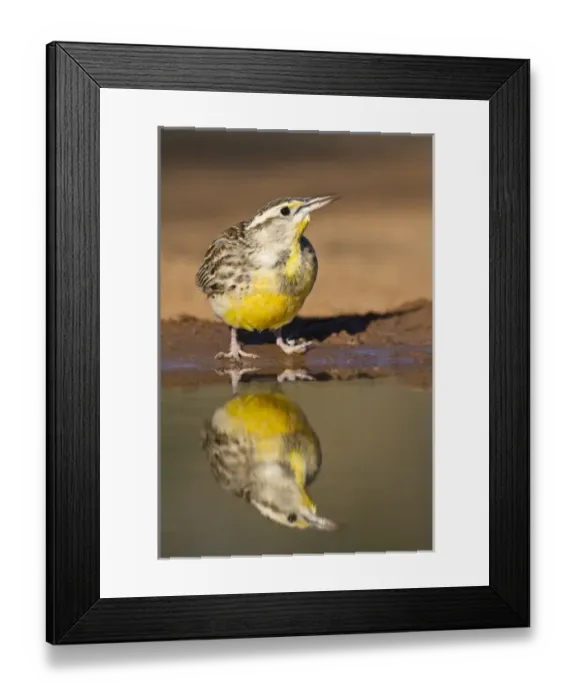 Framed Print : USA, North America, Texas
