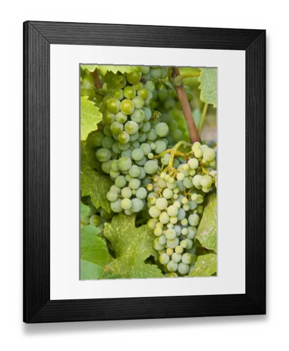 Framed Print : USA, North America, Washington