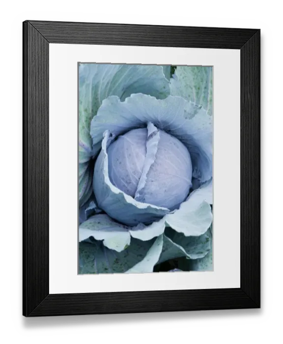 Framed Print : Organic cabbage grows at the Harlow Farm in Westminster, Vermont. Connecticut River Valley