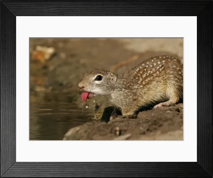 Framed Print : USA, Texas, Starr County. Mexican ground squirrel sticks out tongue while drinking Framed Print : USA, Texas, Starr County. Mexican ground squirrel sticks out tongue while drinking