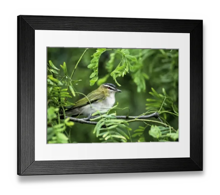 Framed Print : USA, Texas, South Padre Island. Wild male red-eyed vireo perched in green shrub Framed Print : USA, Texas, South Padre Island. Wild male red-eyed vireo perched in green shrub