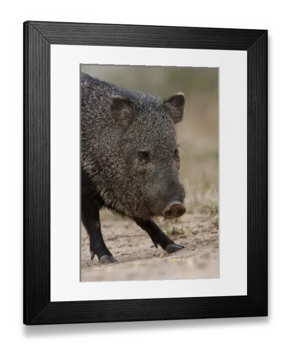 Framed Print : USA, North America, Texas Framed Print : USA, North America, Texas