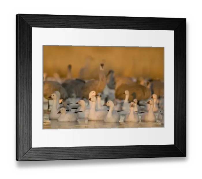 Framed Print : Snow geese (Chen caerulescens) and sandhill cranes (Grus canadensis) become active Framed Print : Snow geese (Chen caerulescens) and sandhill cranes (Grus canadensis) become active