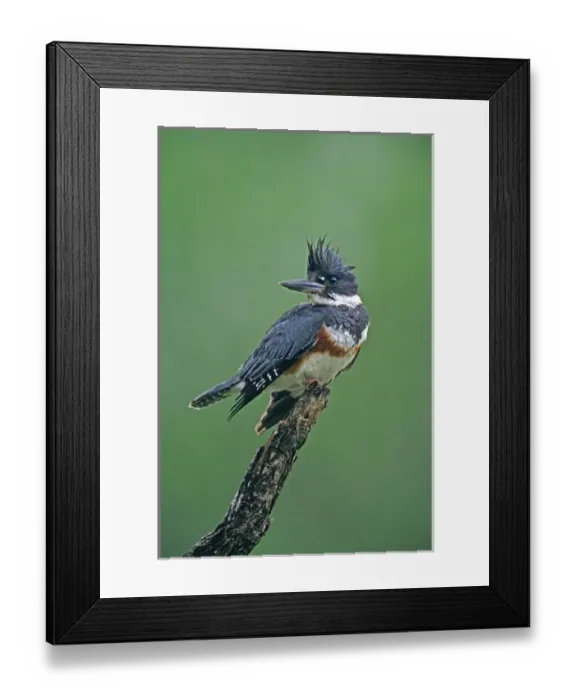 Framed Print : USA, Texas, Rio Grande Valley, McAllen. Belted kingfisher female perched on dead snag in rain Framed Print : USA, Texas, Rio Grande Valley, McAllen. Belted kingfisher female perched on dead snag in rain