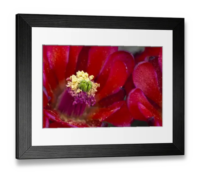 Framed Print : Claret Cup cactus blooms in desert setting near Zion National Park in Utah Framed Print : Claret Cup cactus blooms in desert setting near Zion National Park in Utah