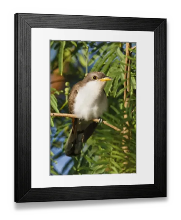 Framed Print : USA, North America, Texas Framed Print : USA, North America, Texas