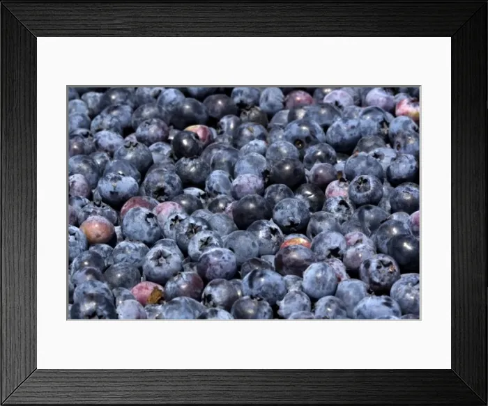 Framed Print : Freshly harvested blueberries near McMinnville, Oregon, USA