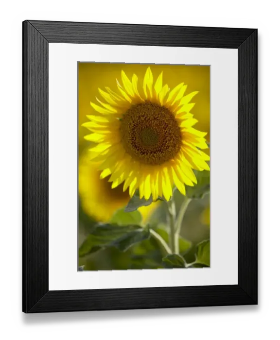 Framed Print : Unknown. Sunflower, France Framed Print : Unknown. Sunflower, France