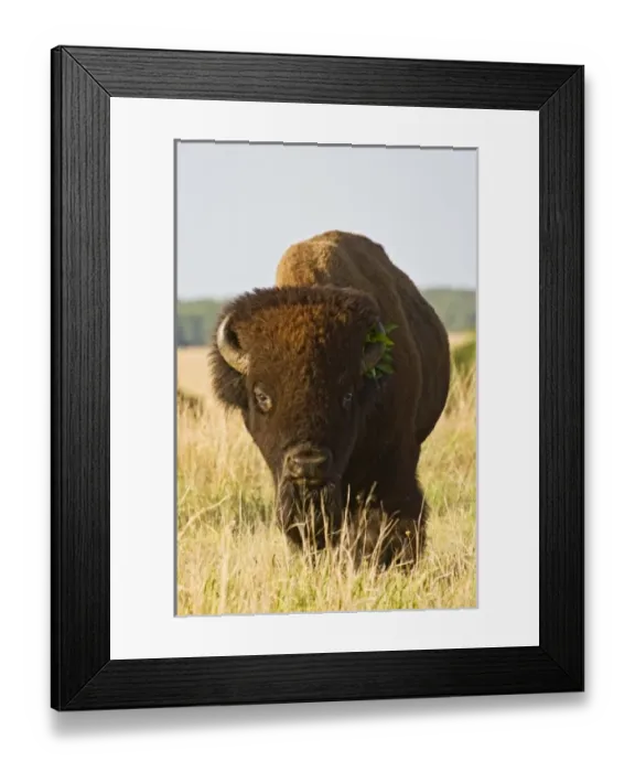 Framed Print : USA, North America, Oklahoma Framed Print : USA, North America, Oklahoma