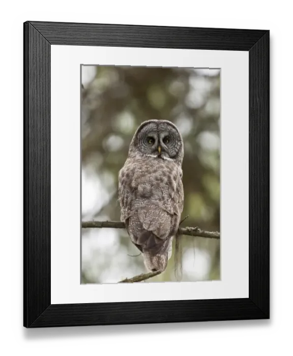 Framed Print : USA, North America, Oregon Framed Print : USA, North America, Oregon
