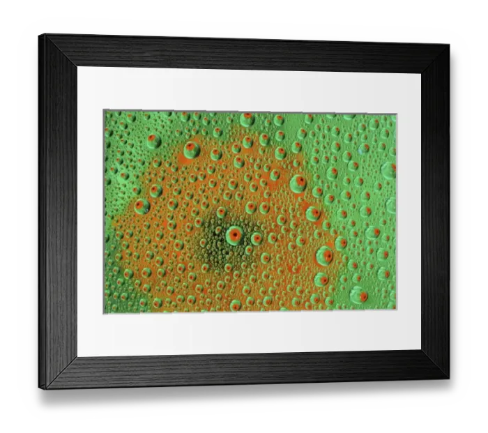 Framed Print : Dew Drop Reflection of Orange Profusion Zinnia, Sammamish Washington Framed Print : Dew Drop Reflection of Orange Profusion Zinnia, Sammamish Washington